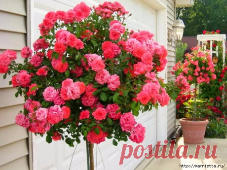 Выращивание из черенков кустов роз