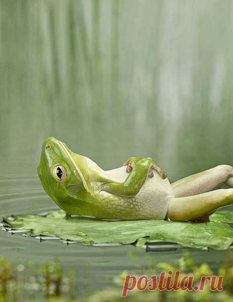 Animal life – Google+