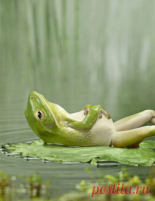 Animal life – Google+