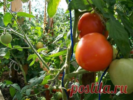 Любаши и новые открытия про помидоры