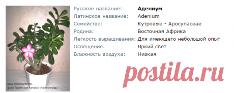 Адениум - Все о комнатных растениях на flowersweb.info