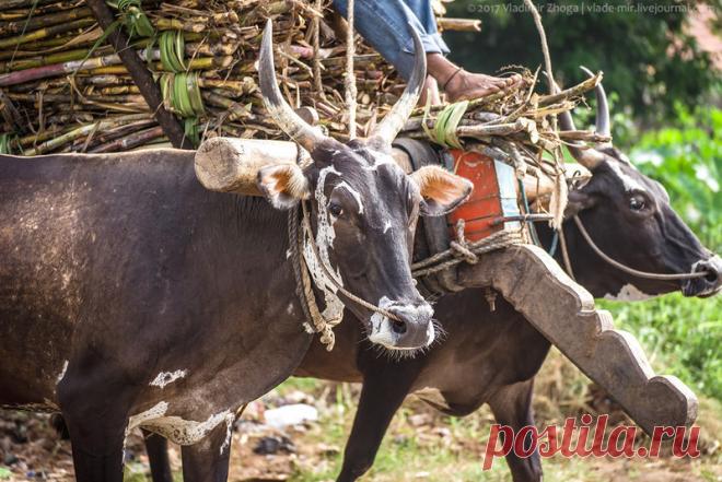 Почему корова священна в Индии? | Чёрт побери Многие знают или хотя бы слышали, что корова в Индии - священное животное! Ее не убивают, не едят, ей поклоняются, а ее права защищают не меньше, чем права самих людей. Но многие ли задумывались - почему? Почему именно корова, а не слон, например? Или не тигр? Или не лев? Или не обезьяна? Почему корова-то??? Давайте попробуем разобраться... Версия 1. Религиозная. Индия - это индуизм, и на самом деле правильнее говорить, что кор...