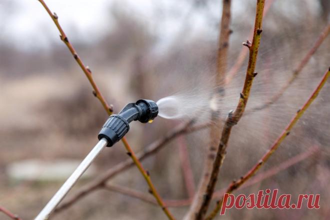 Апрельские обработки сада от вредителей и болезней | Студия ART Story | Дзен