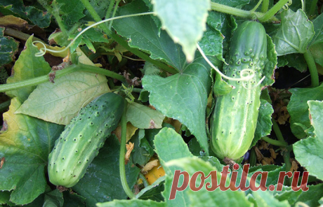 5 рецептов от всех болезней огурцов