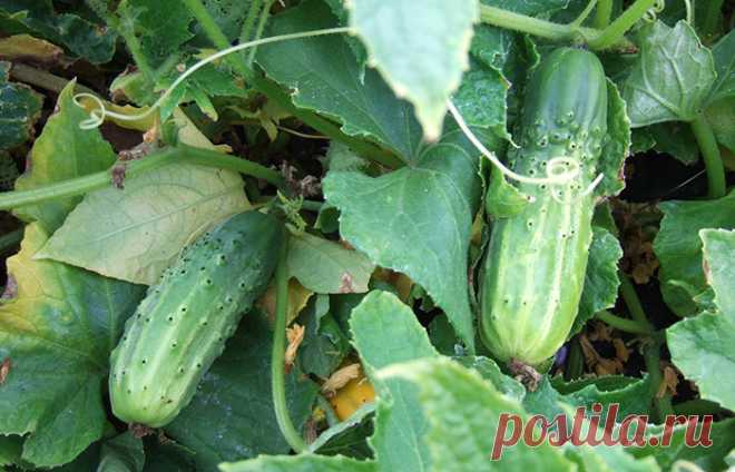 5 рецептов от всех болезней огурцов