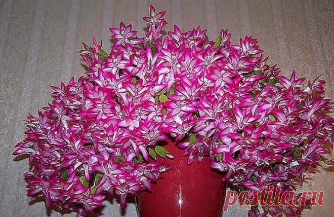 Чем подкормить Декабрист ранней весной, чтоб заставить цвести прекрасное растение Можно использовать какой-то один вид удобрений, а можно чередовать. Главное не забывайте подкармливать Декабрист.