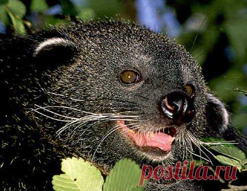 Binturong - Asian Bearcat with Large Bushy Tail | Animal Pictures and Facts | FactZoo.com