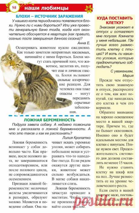 Ложная беременность у собак. Блохи источник заражения. Куда поставить клетку с попугаем
