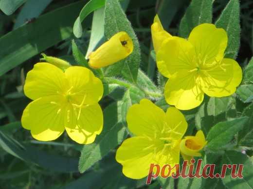 Лекарственное растение ослинник двулетний