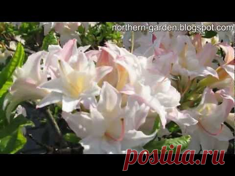 ▶ Rhododendrons bloom in Botanical Garden - YouTube