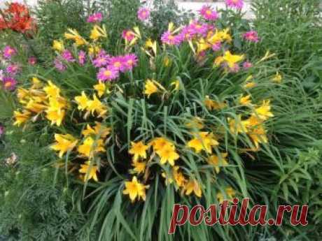 Зачем стрижка лилейнику ?