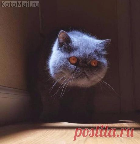 Настоящий Чеширский кот