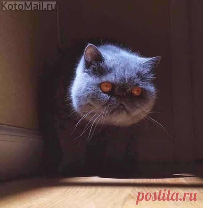 Настоящий Чеширский кот