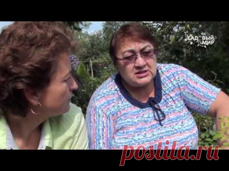 Как сажать розы. Заглублять прививку или нет  Советы Р. М. Бабарика