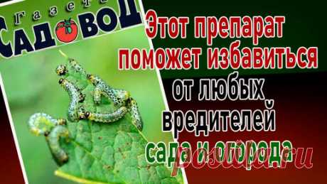 "Газета садовод" | Этот препарат поможет избавиться от любых вредителей сада и огорода