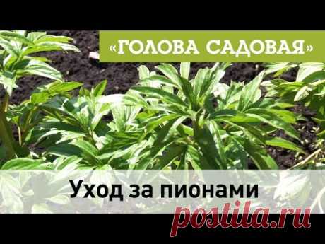 Голова садовая - Уход за пионами