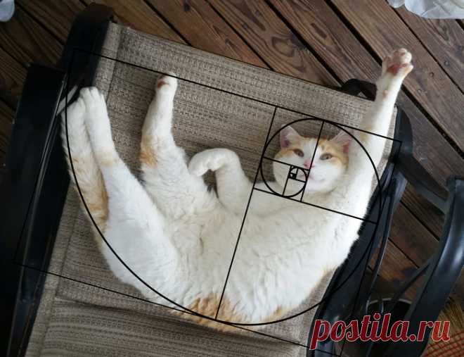 Коты идеальны! | Prikolisti.com