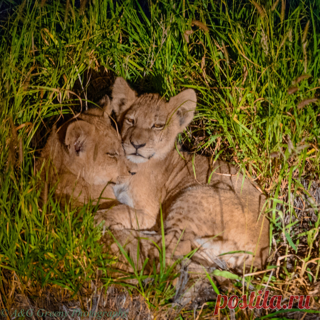 KRUGER NP SOUTH AFRICA Explore gggreeny's photos on Flickr. gggreeny has uploaded 3587 photos to Flickr.