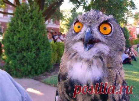 САМОЕ ИНТЕРЕСНОЕ ✦ ЛУЧШЕЕ ВИДЕО