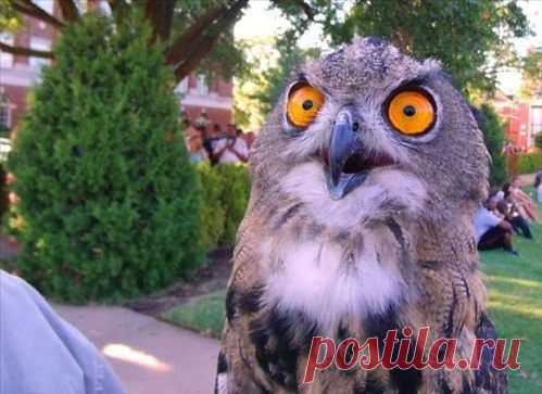 САМОЕ ИНТЕРЕСНОЕ ✦ ЛУЧШЕЕ ВИДЕО