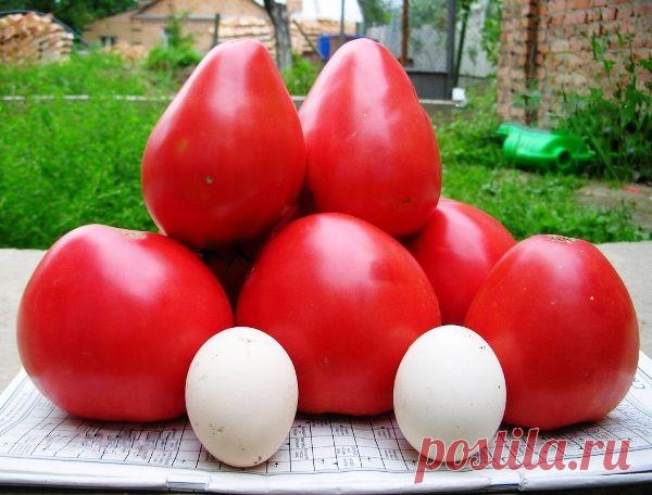 Ценный экземпляр среди томатов — Чудо земли