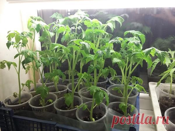 Томат Полным-полно. III этап. Пересадка в ОГ