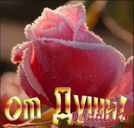 Роза просто красивая.