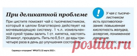 При цистите чай с тысячелистником