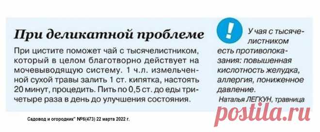 При цистите чай с тысячелистником