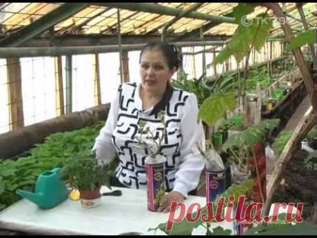 Дачница (розы)5
