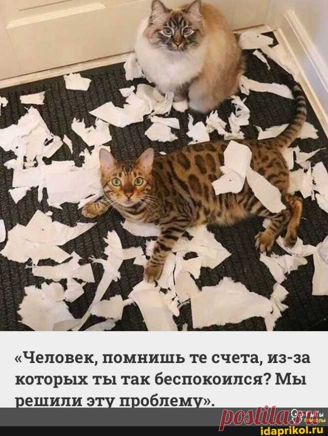 "Человек, помнишь те счета, из-за которых ты так беспокоился? Мы решили эту проблему". гыгы - АйДаПрикол