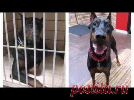 Удивительные преображения бездомных собак после того, как их приютили - YouTube