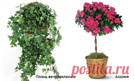 Самые опасные комнатные растения - Пчелка Существуют опасные растения, которые могут нанести значительный вред. Особенно сильно от таких растений страдают животные и дети,