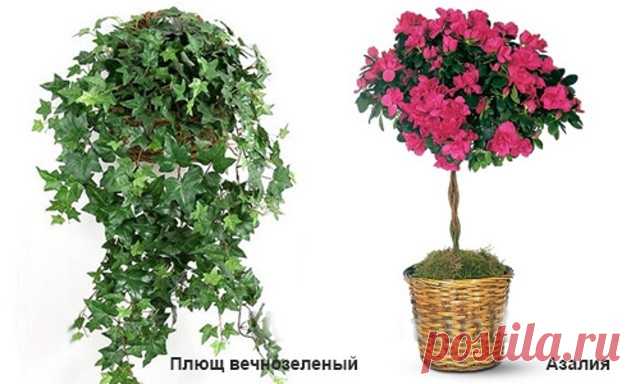 Самые опасные комнатные растения - Пчелка Существуют опасные растения, которые могут нанести значительный вред. Особенно сильно от таких растений страдают животные и дети,