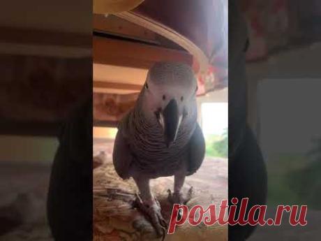 Ну очень деловой Тимоша🦜