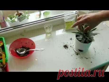 Посадка и выращивание ананаса