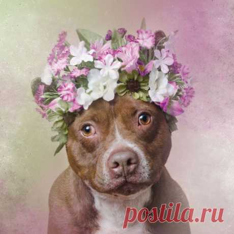Романтичные бойцы