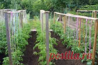 Подвязка томатов в открытом грунте - способы