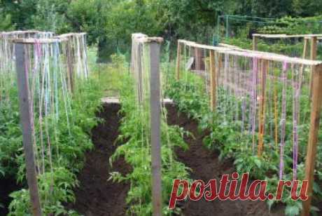 Подвязка помидор в открытом грунте - способы