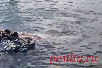 Голодные акулы-людоеды решили полакомиться тушей убитого кита и попали на видео. В гавани австралийского города Аделаида большие белые акулы поедали труп сбитого кораблем кита и попали на видео. На кадрах, снятых 24 августа, видно, как две решившие полакомиться тушей мертвого горбатого кита акулы плавают вокруг него и вырывают куски мяса. Дрейфующая туша привлекла и других хищников.