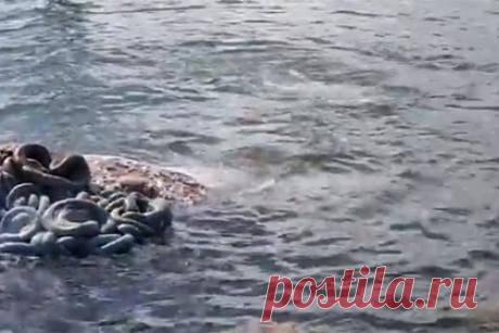 Голодные акулы-людоеды решили полакомиться тушей убитого кита и попали на видео. В гавани австралийского города Аделаида большие белые акулы поедали труп сбитого кораблем кита и попали на видео. На кадрах, снятых 24 августа, видно, как две решившие полакомиться тушей мертвого горбатого кита акулы плавают вокруг него и вырывают куски мяса. Дрейфующая туша привлекла и других хищников.