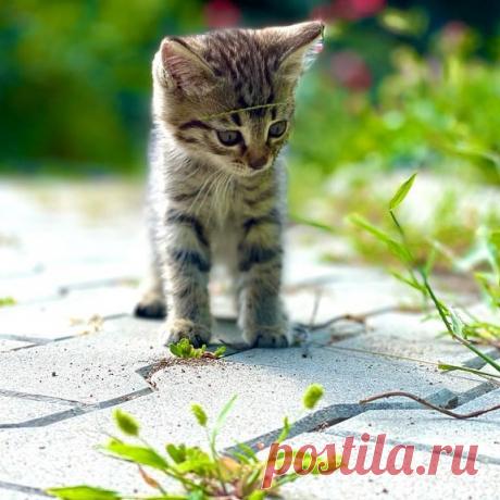 БЕСПЛАТНО ОТДАДИМ КОТЯТ!
Привет! Давайте знакомится!
 Я маленький, серенький комочек счастья💓 
У меня огромные зеленые глаза и серая шерстка! Я очень игривый и непоседливый! А ещё я очень люблю лазить по деревьям, вы увидите мои способности в ближайших видео. 
Мечтаю о добром и заботливом хозяине, таком же веселом и жизнерадостным, как я😀

#котятабесплатноалматы
#котятабесплатно
#котятадаром
#кошкиалматы
#котятаалматы
#купитькотенка
#котятавдаралматы
#котятавдобрыеруки
#котятанапродажу