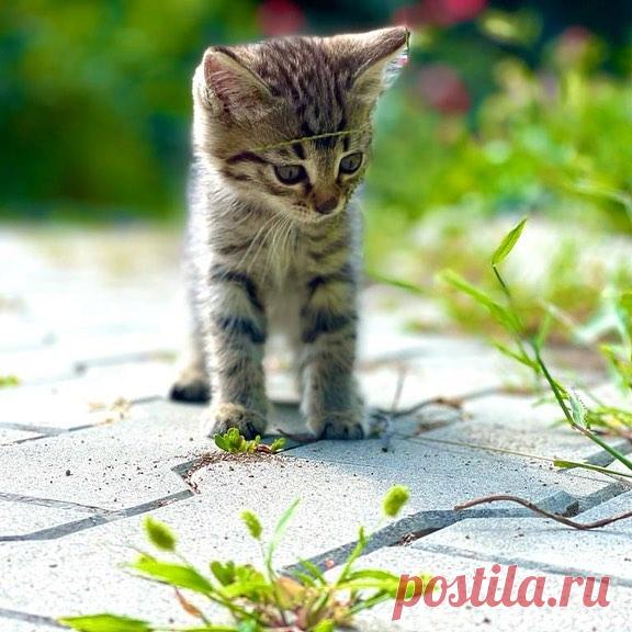 БЕСПЛАТНО ОТДАДИМ КОТЯТ!
Привет! Давайте знакомится!
 Я маленький, серенький комочек счастья💓 
У меня огромные зеленые глаза и серая шерстка! Я очень игривый и непоседливый! А ещё я очень люблю лазить по деревьям, вы увидите мои способности в ближайших видео. 
Мечтаю о добром и заботливом хозяине, таком же веселом и жизнерадостным, как я😀

#котятабесплатноалматы
#котятабесплатно
#котятадаром
#кошкиалматы
#котятаалматы
#купитькотенка
#котятавдаралматы
#котятавдобрыеруки
#котятанапродажу