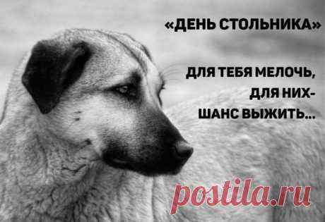 РЕБЯТКИ УСТРОИМ ДЕНЬ СТОЛЬНИКА ПОМОЖЕМ ПРИЮТУ Хочу Домой https://vk.com/sobakot74 !!!!!!!!!!!!Алексей Зайцев 
Моя карта сбербанка: 4276 7200 1006 6027 Зайцев Алексей Сергеевич Телефон: 8-950-721-39-00 киви кошелек +79507213900, Яндекс410012083975610