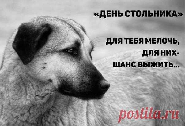 РЕБЯТКИ УСТРОИМ ДЕНЬ СТОЛЬНИКА ПОМОЖЕМ ПРИЮТУ Хочу Домой https://vk.com/sobakot74 !!!!!!!!!!!!Алексей Зайцев 
Моя карта сбербанка: 4276 7200 1006 6027 Зайцев Алексей Сергеевич Телефон: 8-950-721-39-00 киви кошелек +79507213900, Яндекс410012083975610