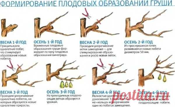 Посадка и уход за грушей. Сорта и болезни груши