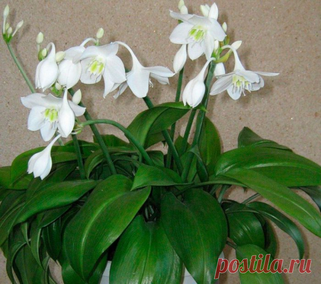 Эухарис (амазонская лилия)