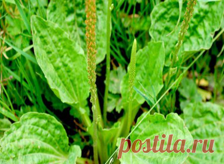 Planta asta se gaseste la tot pasul dar nu stii cat de valoroasa este. Ea vindeca orice boala fara medicamente – BEwoman.ro
