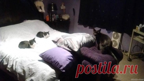 20 фото прекрасных кошек, которые гарантированно поднимут вам настроение