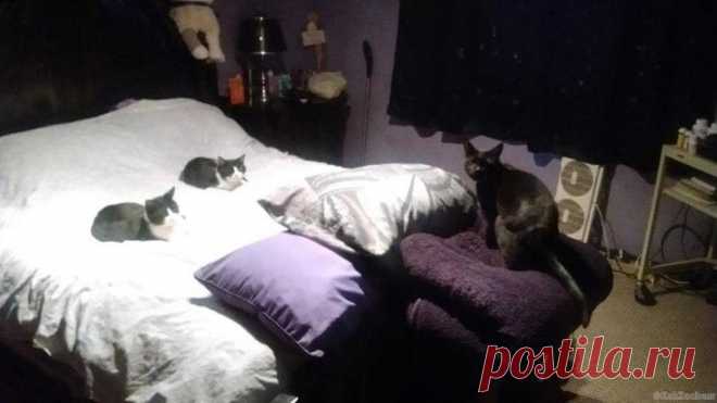 20 фото прекрасных кошек, которые гарантированно поднимут вам настроение